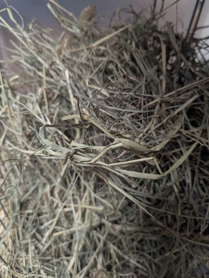 Close-up photograph of our hay
